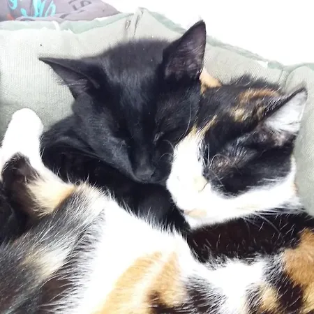 Landgasthof Grüner Baum Inn Badenweiler